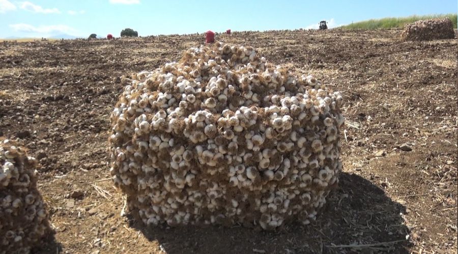 Kahramanmara�'ta sar�msakta 50 bin ton rekolte ger�ekle�ti