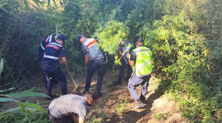 Kamu arazisine kenevir ekmi