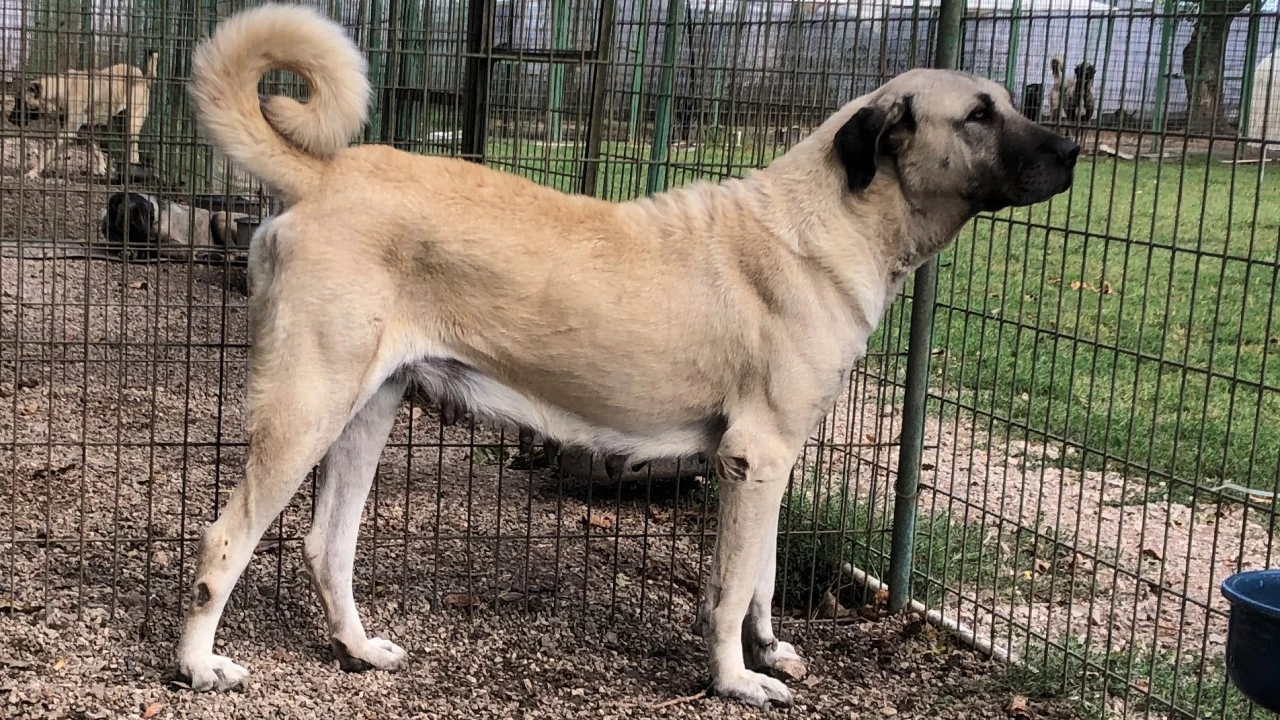 Kangal Kpei: Trkiye'nin milli rk oban kpei