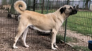 Kangal Kpei: Trkiye'nin milli rk oban kpei