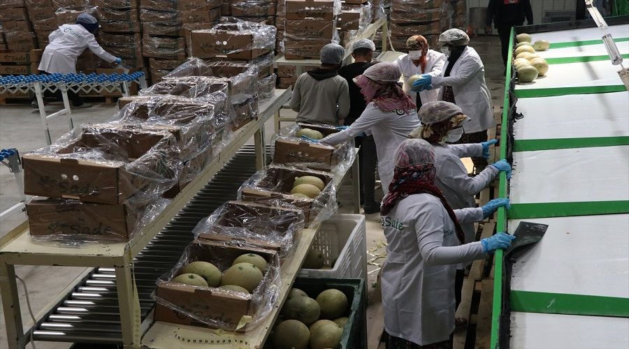 "Kantalup kavunu" yurt dışında kapış kapış gidiyor
