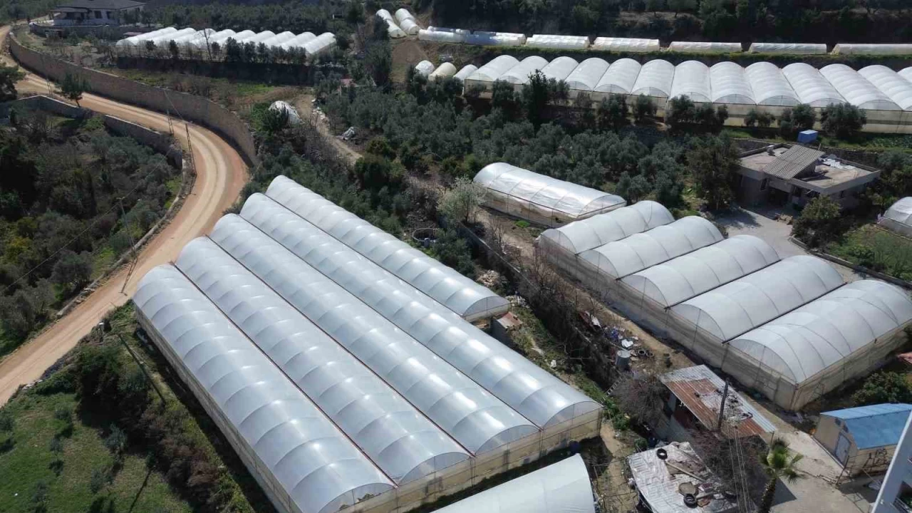 Kapya biber serada 80 TL'den al�c� buluyor