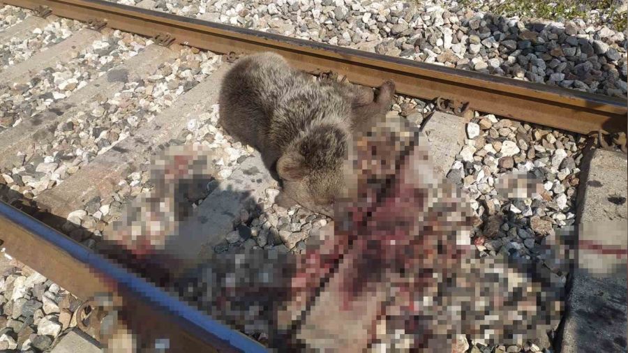 Karabük'te tren, raylardan geçmekte olan ayıya çarptı