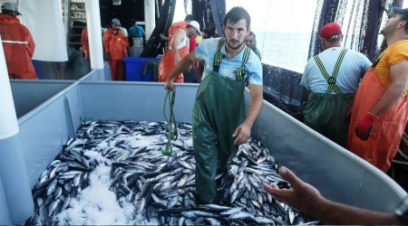 Karadeniz'de palamut bereketi