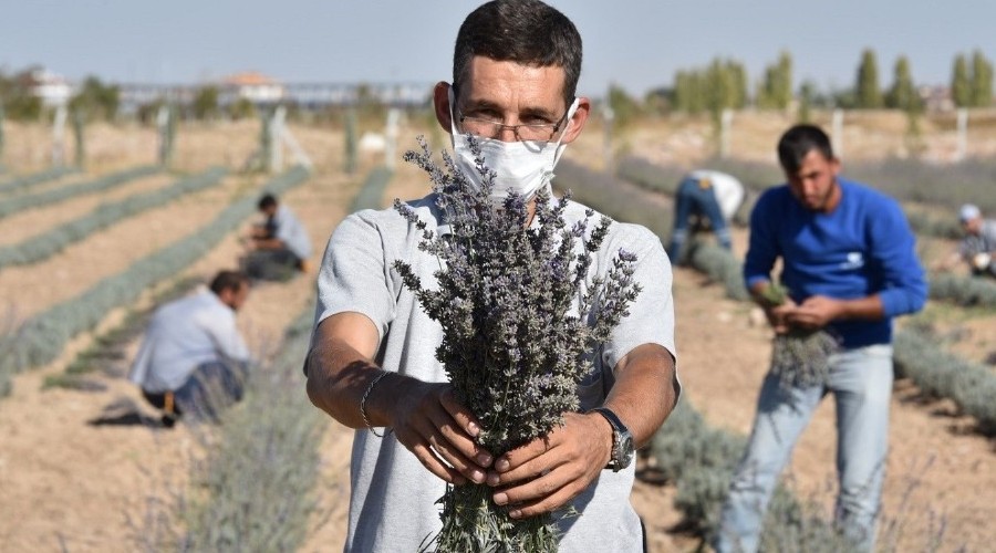 Karatay'da lavantalar�n ikinci hasad� yap�ld�