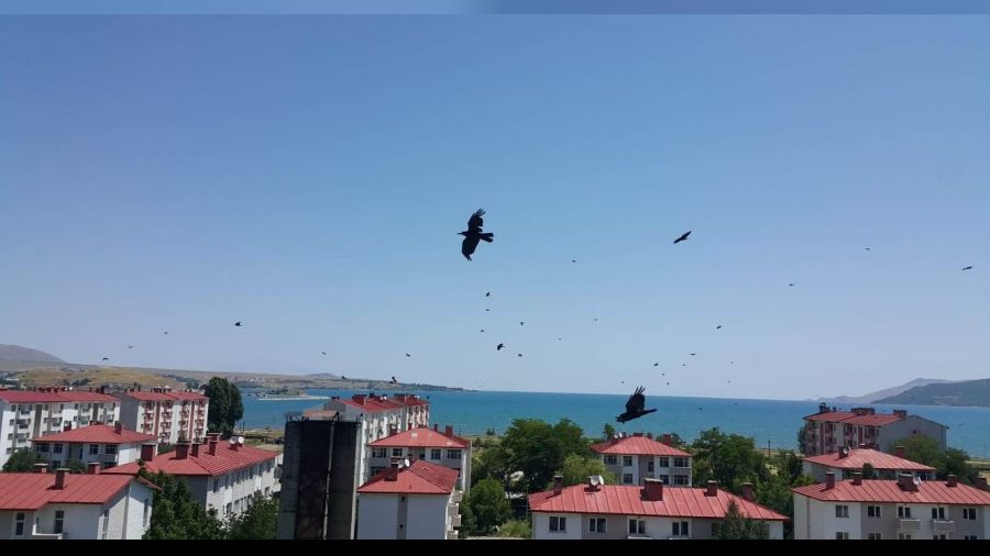 Kargalar gökyüzünü adeta istila etti