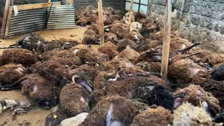 Kars'ta kurt deh�eti: A� kurtlar 130 koyunu telef etti