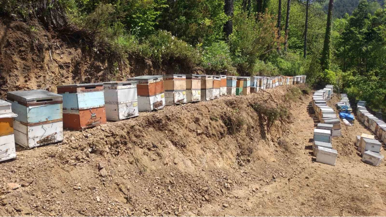 Kastamonu'da 56 arı kovanı zehirlendi