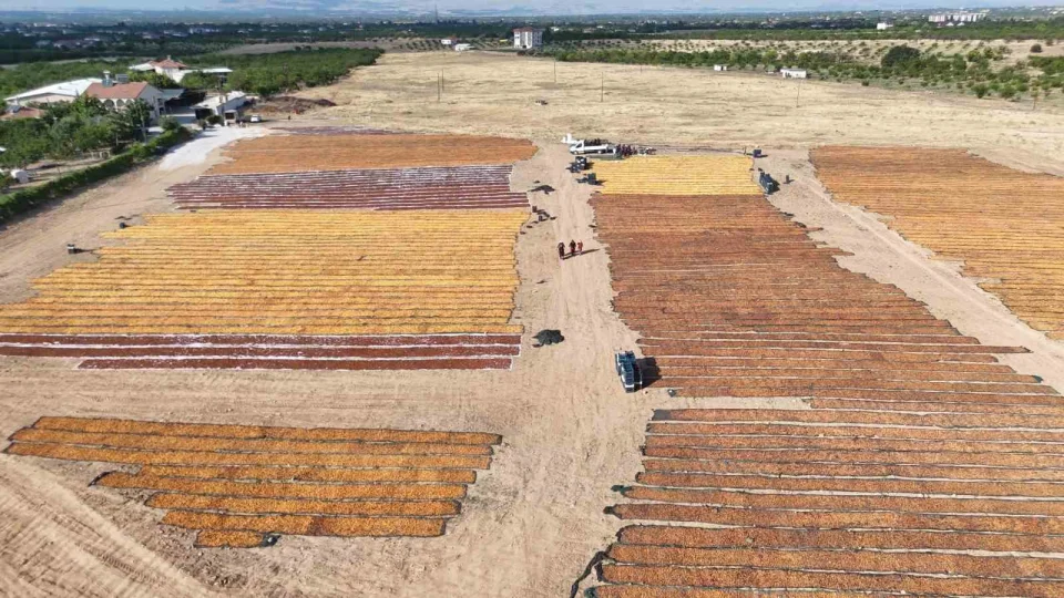 Kay�s�n�n kurutulma yolculu�u devam ediyor