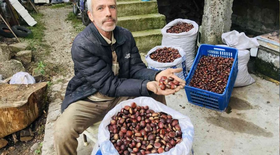 Kazdağları kestanesi köylülerin gelir kapısı