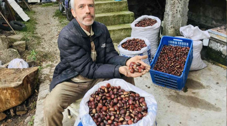 Kazdağları kestanesi köylülerin gelir kapısı
