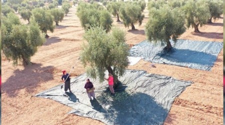 Kilis'te zeytinin dalından sofraya yolculuğu