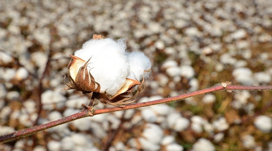 'Kilogram fiyatı 6 TL'den az olmamalı'