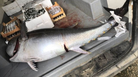 Kilosu 100 liradan 320 kiloluk orkinos annda tkendi
