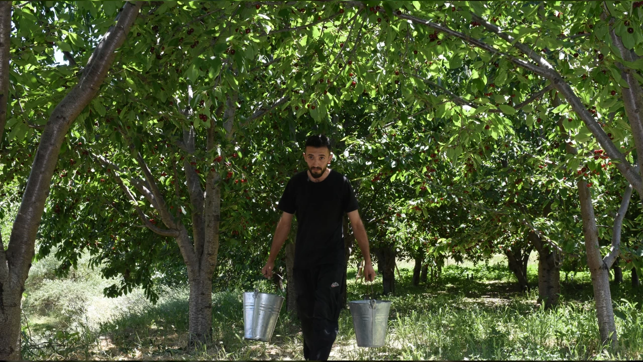 Kiraz işçisinin yevmiyesi fena sayılmaz