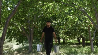 Kiraz işçisinin yevmiyesi fena sayılmaz