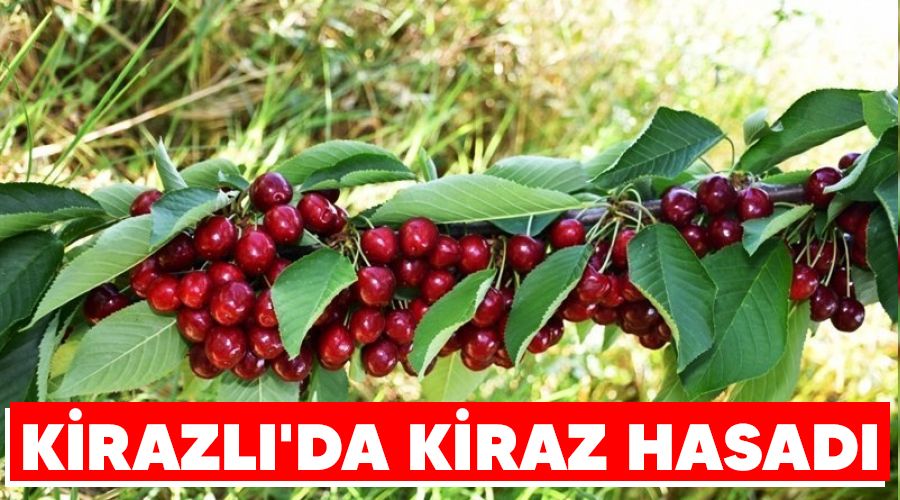 Kirazl�'da kiraz hasad�