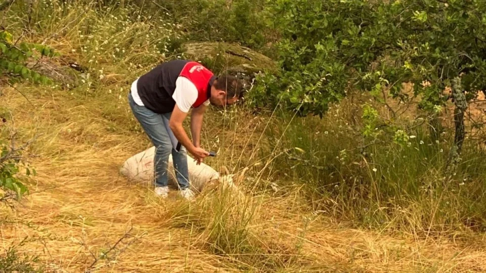 K�rklareli'nde �iddetli ya���ta hayvanlar telef oldu
