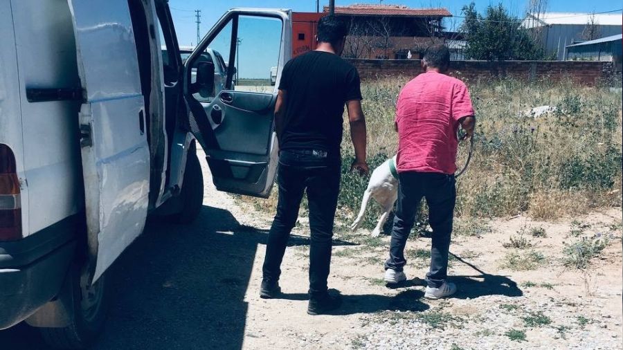 Kırşehir'de polisten 'Pitbull' operasyonu