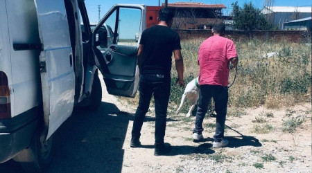 Kırşehir'de polisten 'Pitbull' operasyonu