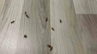 K mevsiminde ehrin gbeindeki evleri bcekler sard