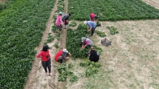 Kış sebzesi ıspanakta hasat bolluğu