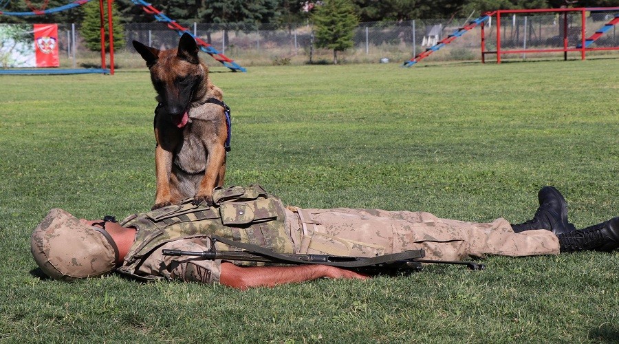 Komando köpeğin marifetlerine bakar mısınız