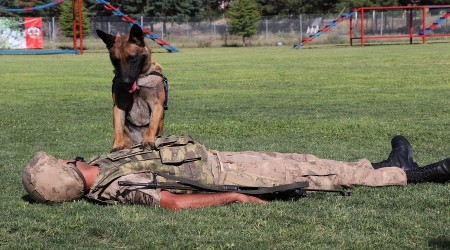 Komando köpeğin marifetlerine bakar mısınız