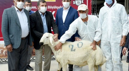 Konya Büyükşehir'den üreticiye damızlık koç desteği