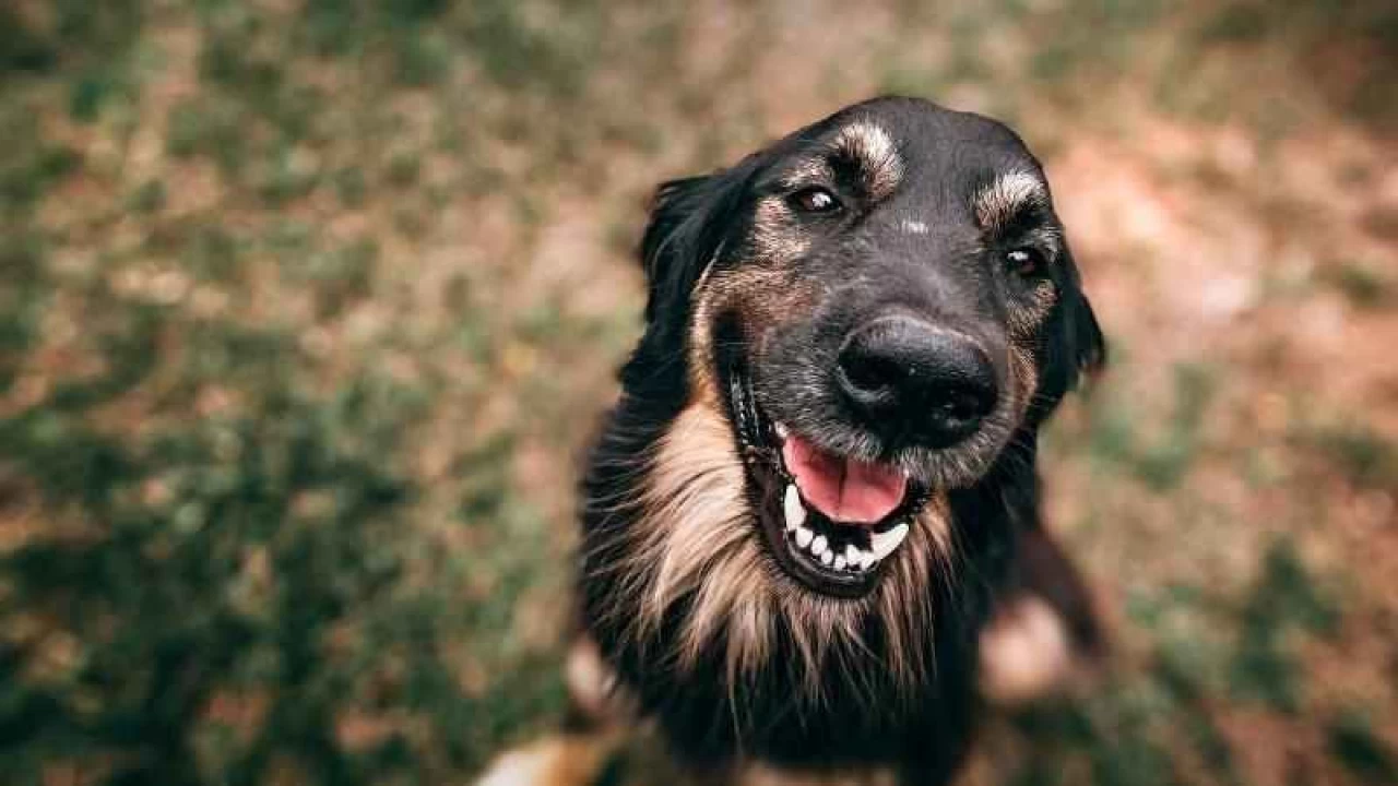 Köpekler stres kokusunu alıyor