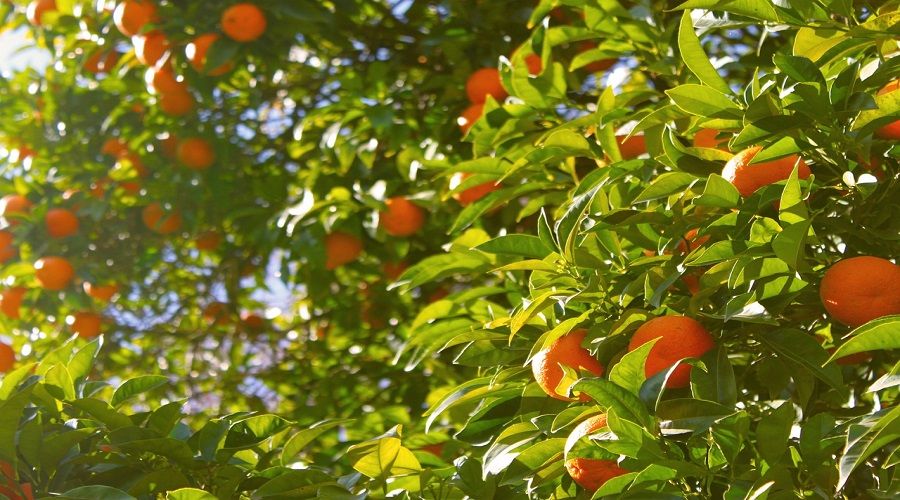 Kozan'da narenciye günlük yevmiyesi belli oldu