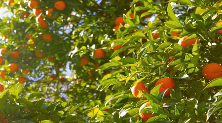 Kozan'da narenciye günlük yevmiyesi belli oldu