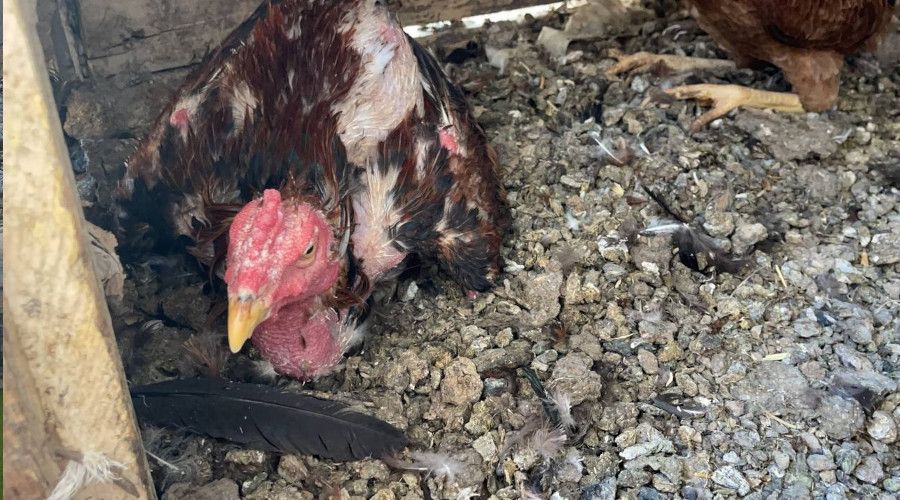 Kuluçkaya yatan horoz sahibini şaşırttı