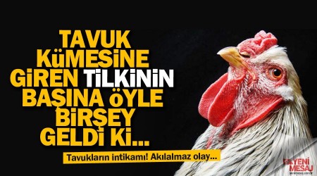 Kümese giren tilkiyi tavuklar öldürdü