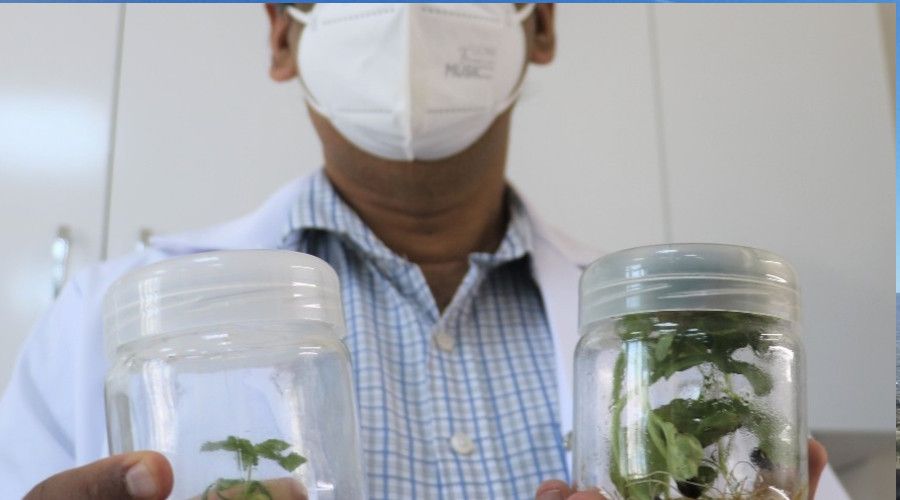 Kurakl��a kar�� geli�tirilen bu�day genotipleri tescil yolunda