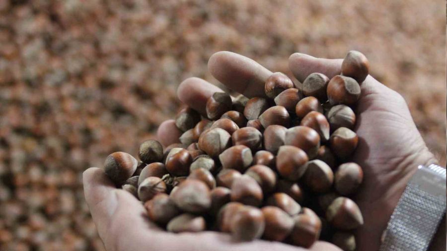 Kurban Bayram� sonras� f�nd�k fiyat� y�kseli�e ge�ti