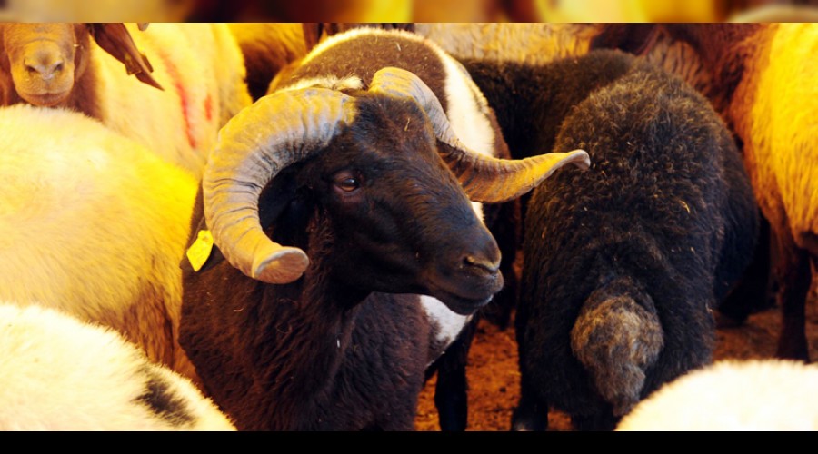 Kurbanl�k hayvan say�s�nda s�k�nt� yok