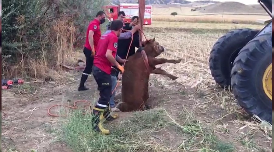 Kuyuya düşen düve kepçeyle çıkarıldı