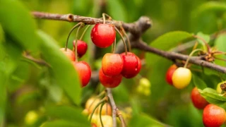 Kuzey yar�mk�renin ilk kiraz� rekor fiyatla sat�ld�