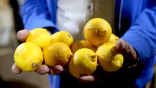 Limon fiyatları çıldırdı