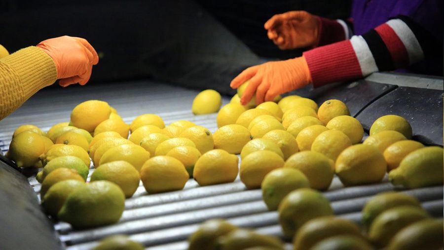 Limon üreticilerinden çağrı