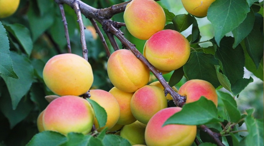 Malatya kay�s�s� i�in tehlike �anlar� �al�yor!