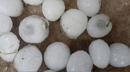 Malatya'da ceviz byklnde dolu yad