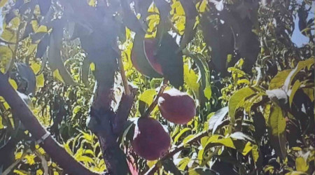 Mardin'de eftali hasad balad: 40 ton rekolte bekleniyor
