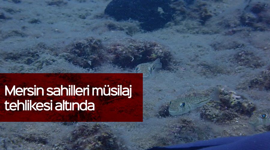 Mersin sahilleri m�silaj tehlikesi alt�nda