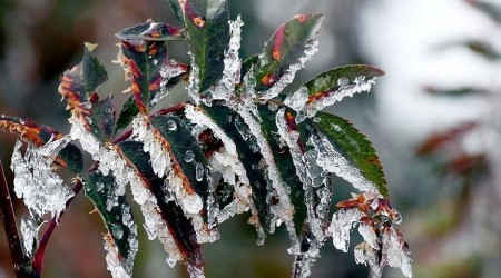 Meteoroloji'den zirai don uyarısı