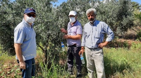 Meyve sineğine karşı doğal tuzak