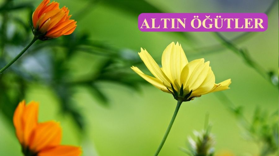 M��mine yard�m edenin yard�mc�s� Allah�t�r