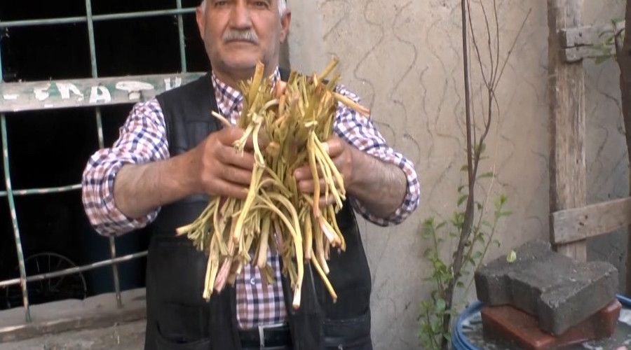 Muş'ta cağ bitkisine ilgi