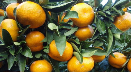 Narenciye mahsulü satış ihalesi